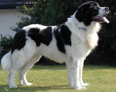 Newfoundland: The Aristocrat Among Dogs
