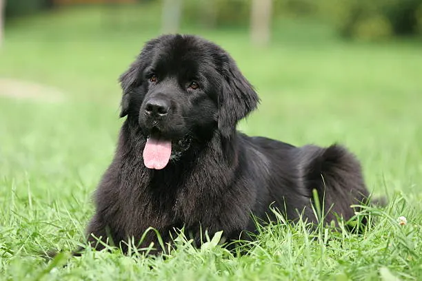 The Newfoundland dog.(Istock)